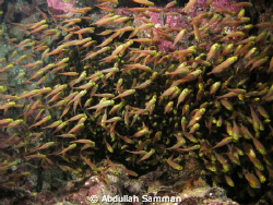 group of fish by Abdullah Samman 